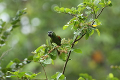 Diopsittaca nobilis