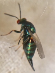 Ormyrus nitidulus