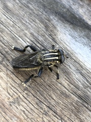 Orthoprosopa bilineata