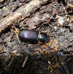 Odontotaenius