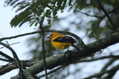 Icterus nigrogularis