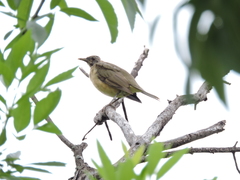 Turdus grayi