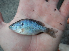 Lepomis humilis