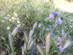Hordeum murinum leporinum