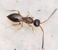 Conostigmus