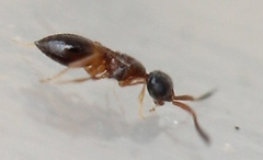 Conostigmus