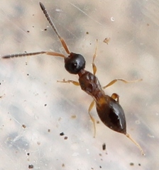 Conostigmus