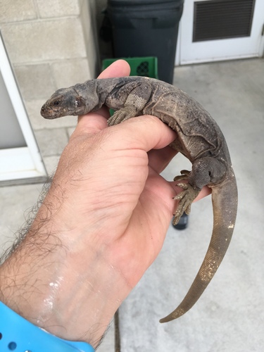 iNaturalist observation photo of Common Chuckwalla