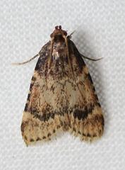 Aglossa cacamica