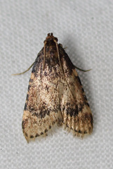 Aglossa cacamica
