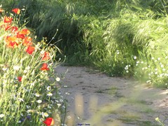 Bromus diandrus