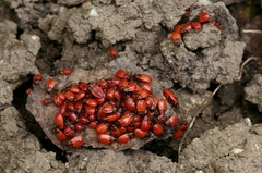Pyrrhocoris apterus