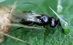 Dendrocerus