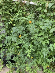 Cosmos sulphureus