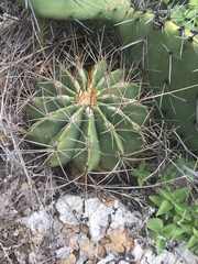 Ferocactus echidne