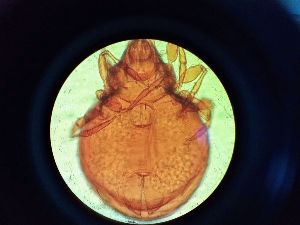Oribatelloidea
