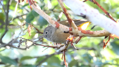 Leiothlypis crissalis