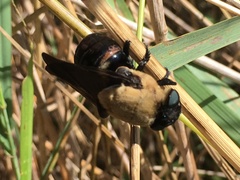 Cuterebra abdominalis