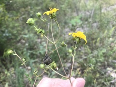 Silphium brachiatum