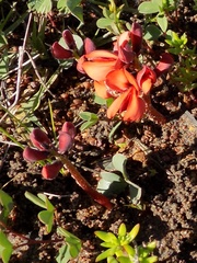 Indigofera procumbens