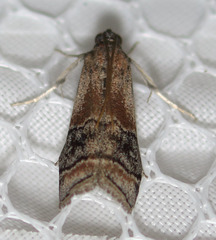 Euzophera vinnulella