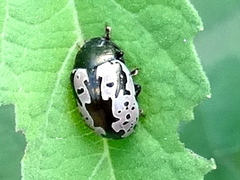 Calligrapha intermedia