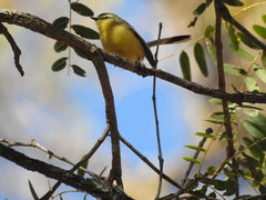 Stigmatura budytoides