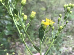 Solidago rigida glabrata