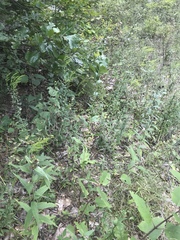 Solidago rigida glabrata