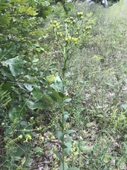 Solidago rigida glabrata