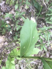 Solidago rigida glabrata