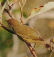 Hippolais polyglotta