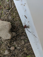 Leiobunum calcar