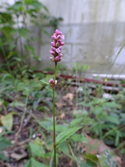 Persicaria longiseta