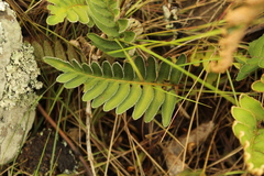 Pleopeltis thyssanolepis