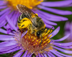 Colletes compactus compactus