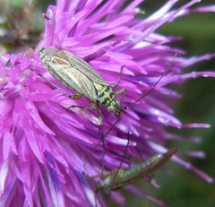 Oncotylus viridiflavus