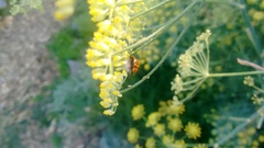 Dinocampus coccinellae