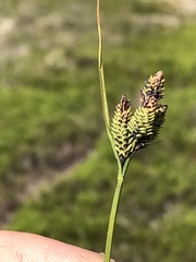 Carex stylosa