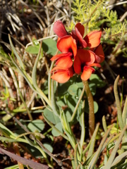 Indigofera procumbens