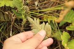 Pleopeltis thyssanolepis