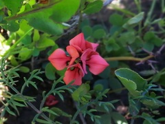 Indigofera procumbens