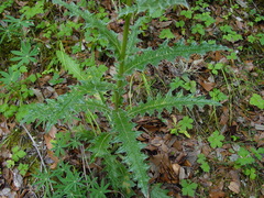 Cirsium acrolepis