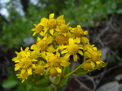 Verbesina lanulosa
