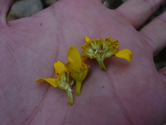 Verbesina lanulosa