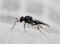 Platygaster