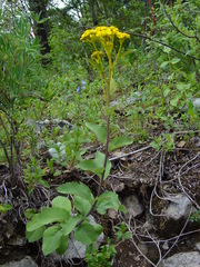 Verbesina lanulosa