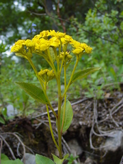 Verbesina lanulosa