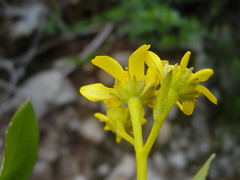 Verbesina lanulosa