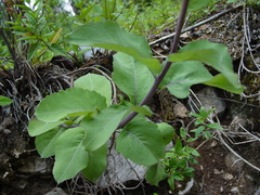 Verbesina lanulosa